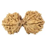 14 Mukhi Gaurishankar 34.3mm 4.29gm - Rudraksha