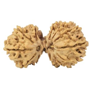 14 Mukhi Gaurishankar 34.3mm 4.29gm - Rudraksha