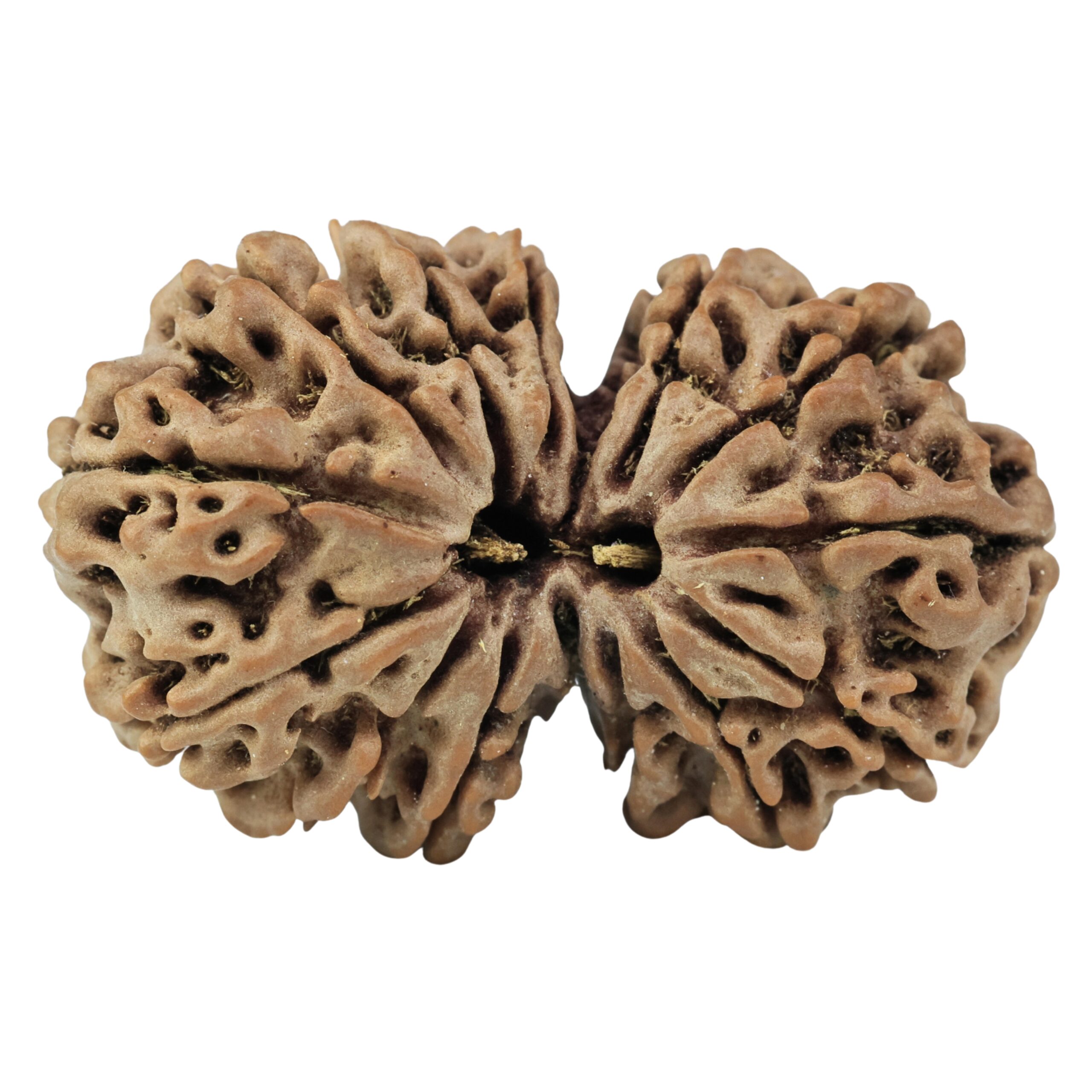 14 Mukhi Gaurishankar 34.2mm 6.68gm - Rudraksha