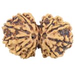 13 Mukhi Gaurishankar 29.8mm 3.76gm - Rudraksha