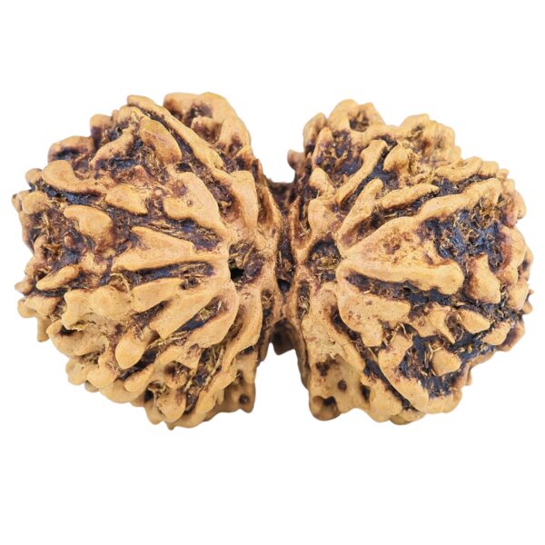 13 Mukhi Gaurishankar 29.8mm 3.76gm - Rudraksha
