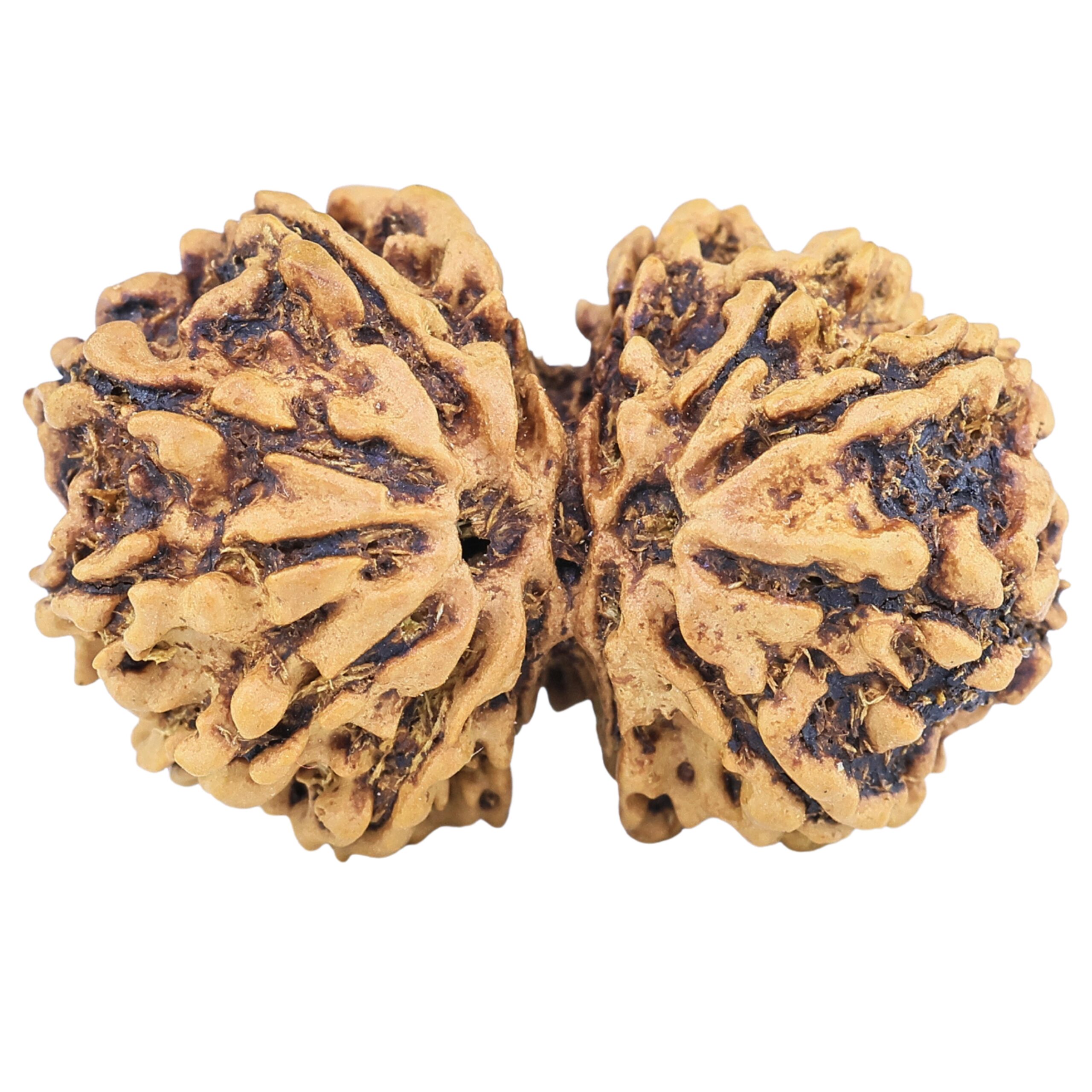 13 Mukhi Gaurishankar 29.8mm 3.76gm - Rudraksha