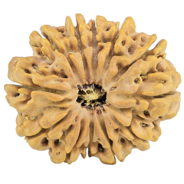 12 Mukhi Rudraksha 32.5mm 7.45gm - Rudraksha