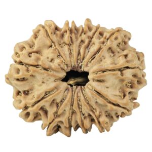 13 Mukhi Rudraksha 27.6mm 4.42gm - Rudraksha