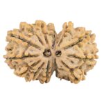13 Mukhi Gaurishankar 33mm 5.82gm - Rudraksha