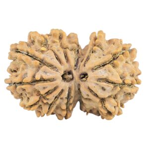 13 Mukhi Gaurishankar 33mm 5.82gm - Rudraksha