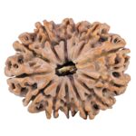 13 Mukhi Rudraksha 32.3mm 6.87gm - Rudraksha