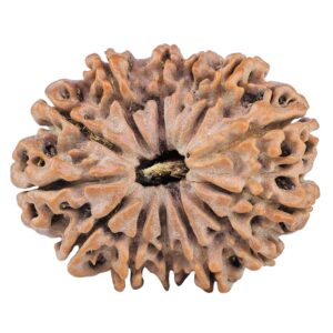 13 Mukhi Rudraksha 32.3mm 6.87gm - Rudraksha