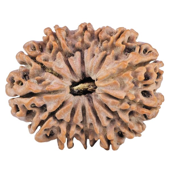 13 Mukhi Rudraksha 32.3mm 6.87gm - Rudraksha