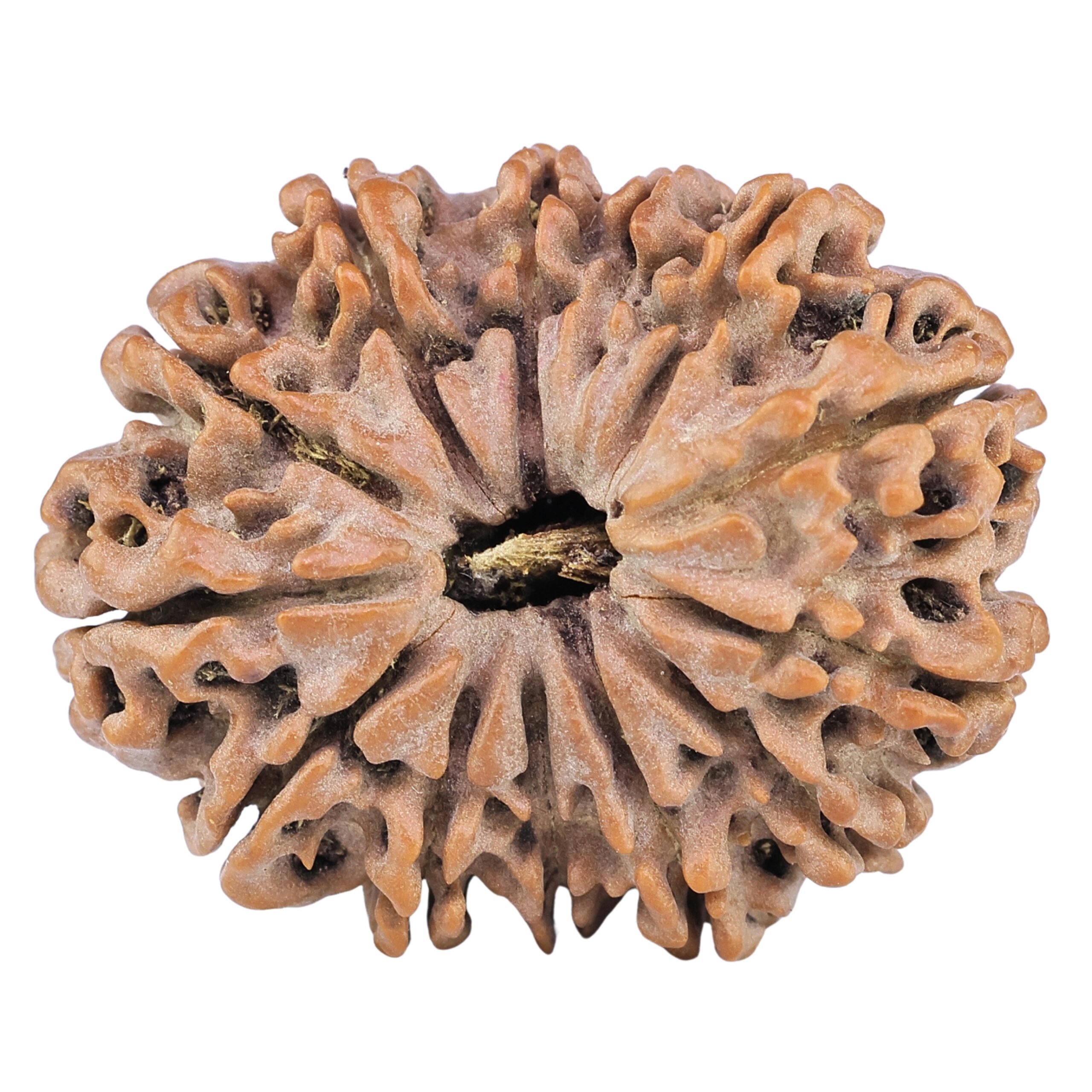 13 Mukhi Rudraksha 32.3mm 6.87gm - Rudraksha