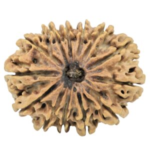 13 Mukhi Rudraksha 34.5mm 5.81gm - Rudraksha