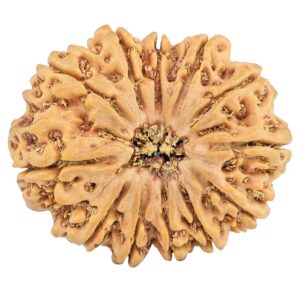 12 Mukhi Rudraksha 35.1mm 9.64gm - Rudraksha