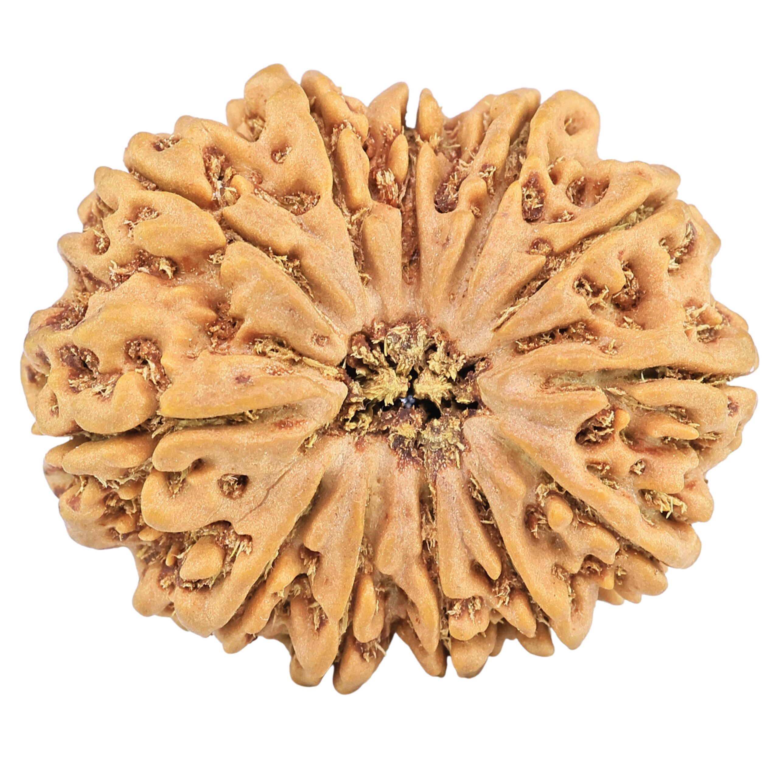 12 Mukhi Rudraksha 35.1mm 9.64gm - Rudraksha