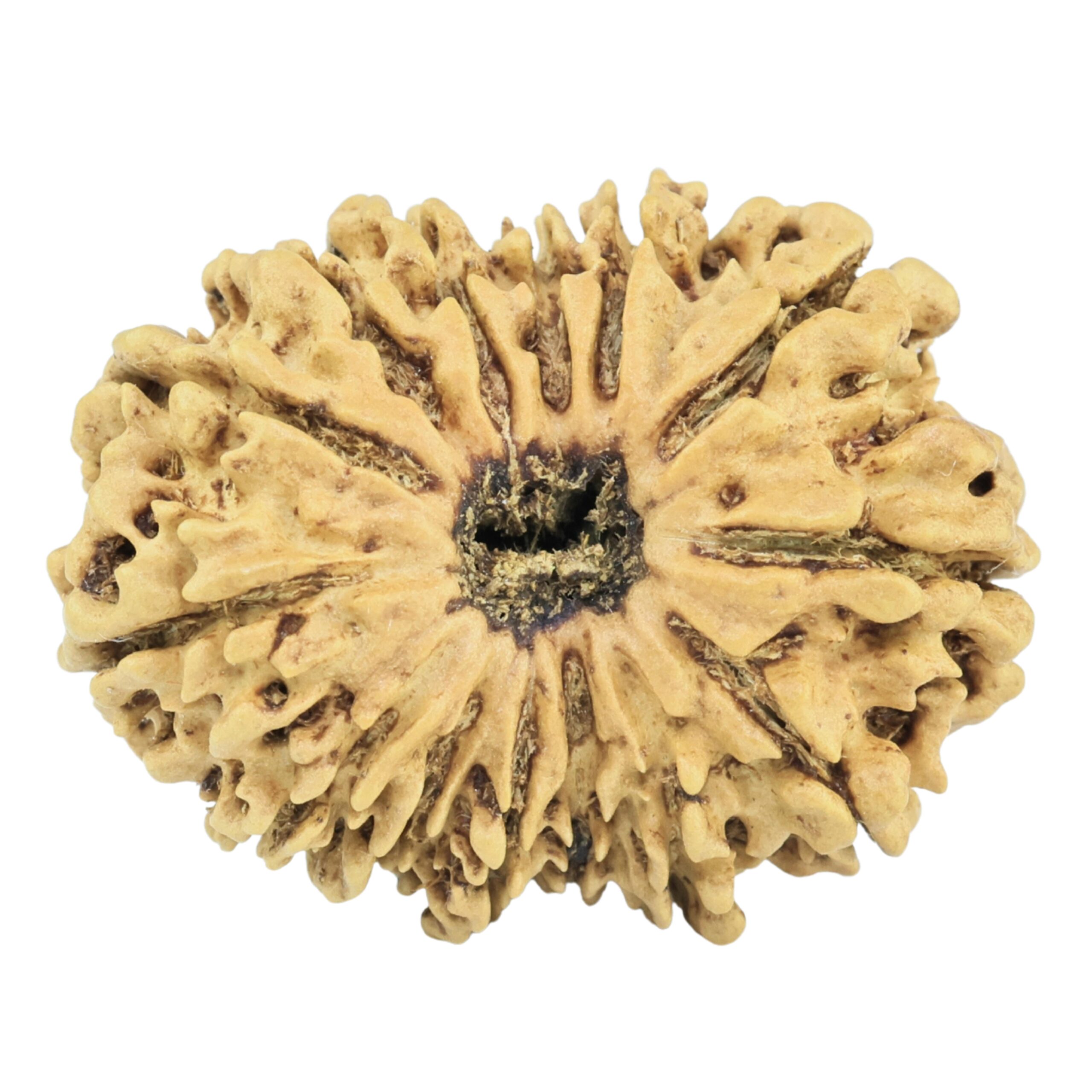 14 Mukhi Rudraksha 27.3mm 3.2gm - Rudraksha