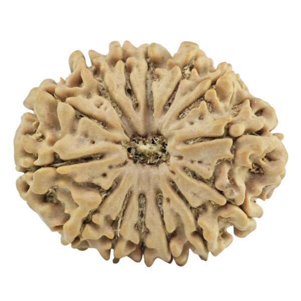14 Mukhi Rudraksha 26.3mm 4.15gm - Rudraksha
