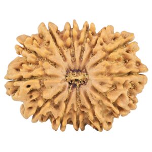 13 Mukhi Rudraksha 31.3mm 5.73gm - Rudraksha