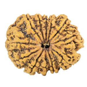 12 Mukhi Rudraksha 29mm 4.7gm - Rudraksha