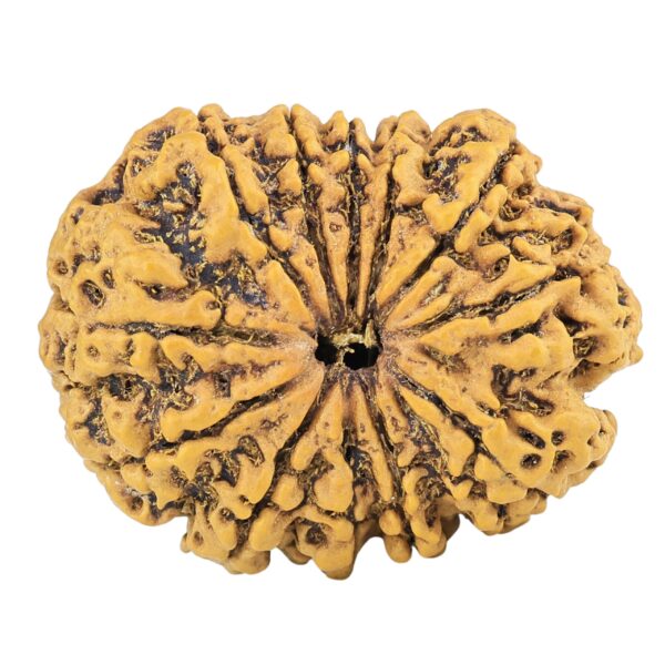 12 Mukhi Rudraksha 29mm 4.7gm - Rudraksha