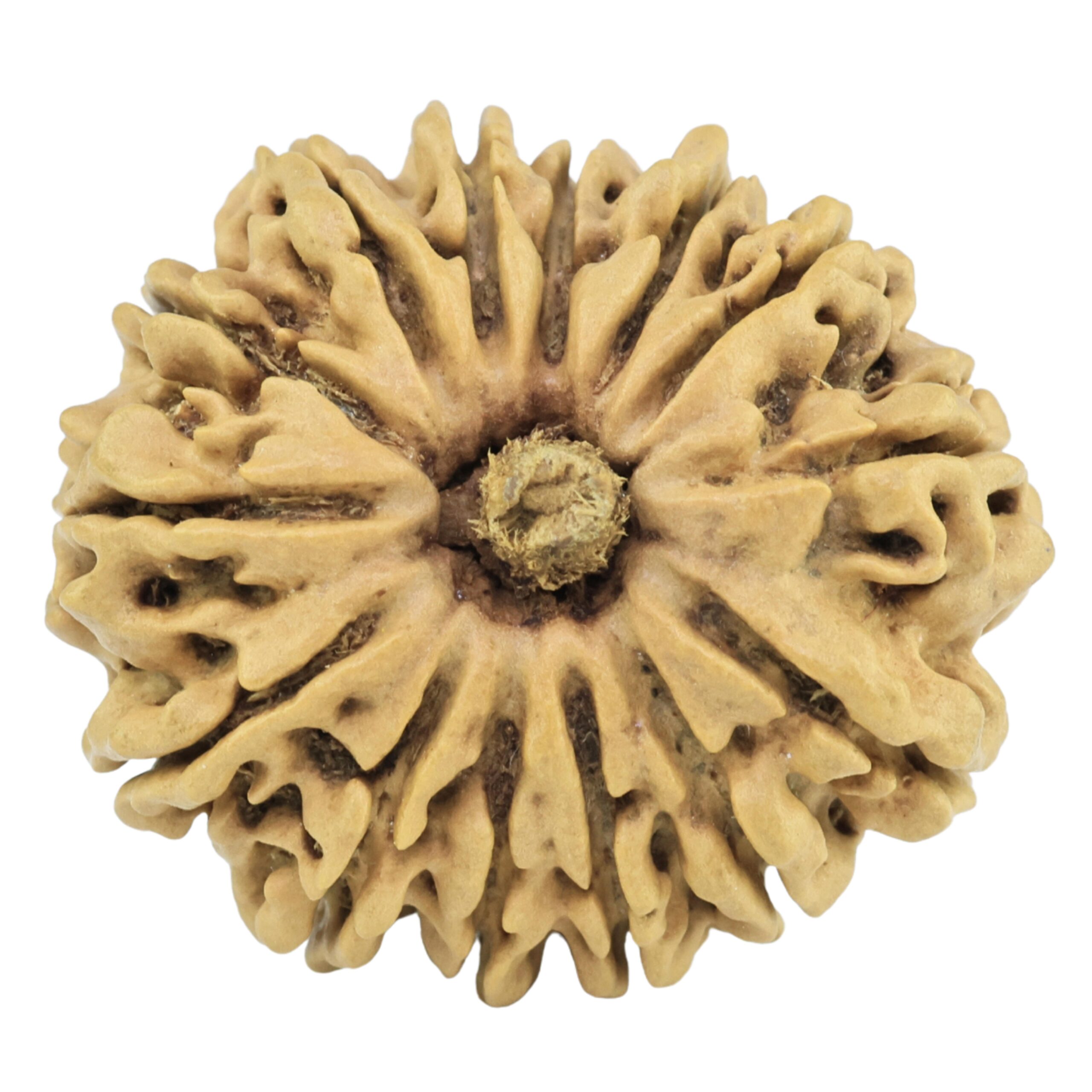 14 Mukhi Rudraksha 25.2mm 2.94gm - Rudraksha