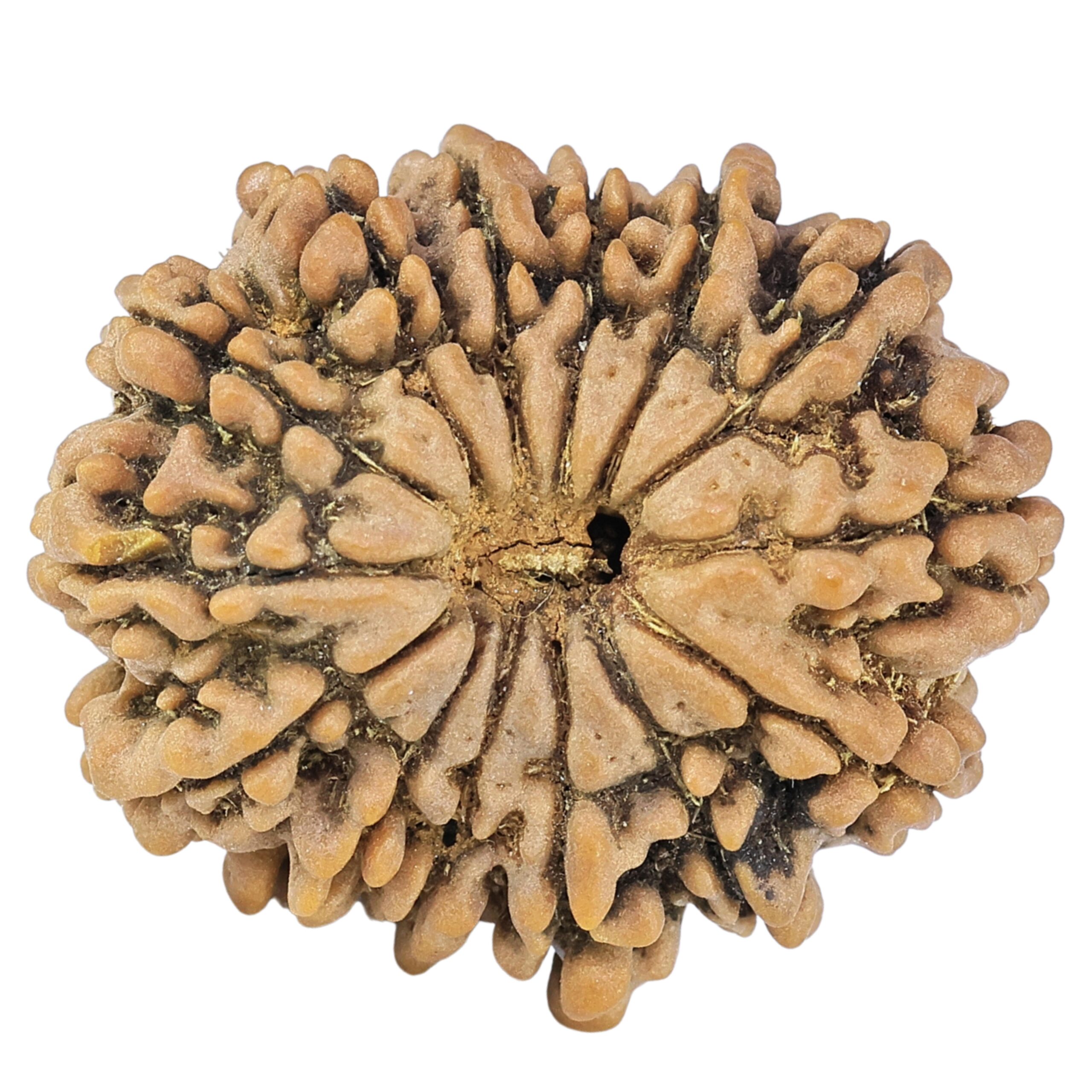 14 Mukhi Rudraksha 26.4mm 4.67gm - Rudraksha