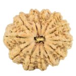 12 Mukhi Rudraksha 29.1mm 6.22gm - Rudraksha