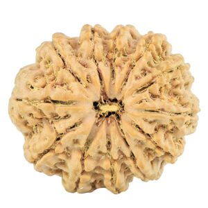12 Mukhi Rudraksha 29.1mm 6.22gm - Rudraksha