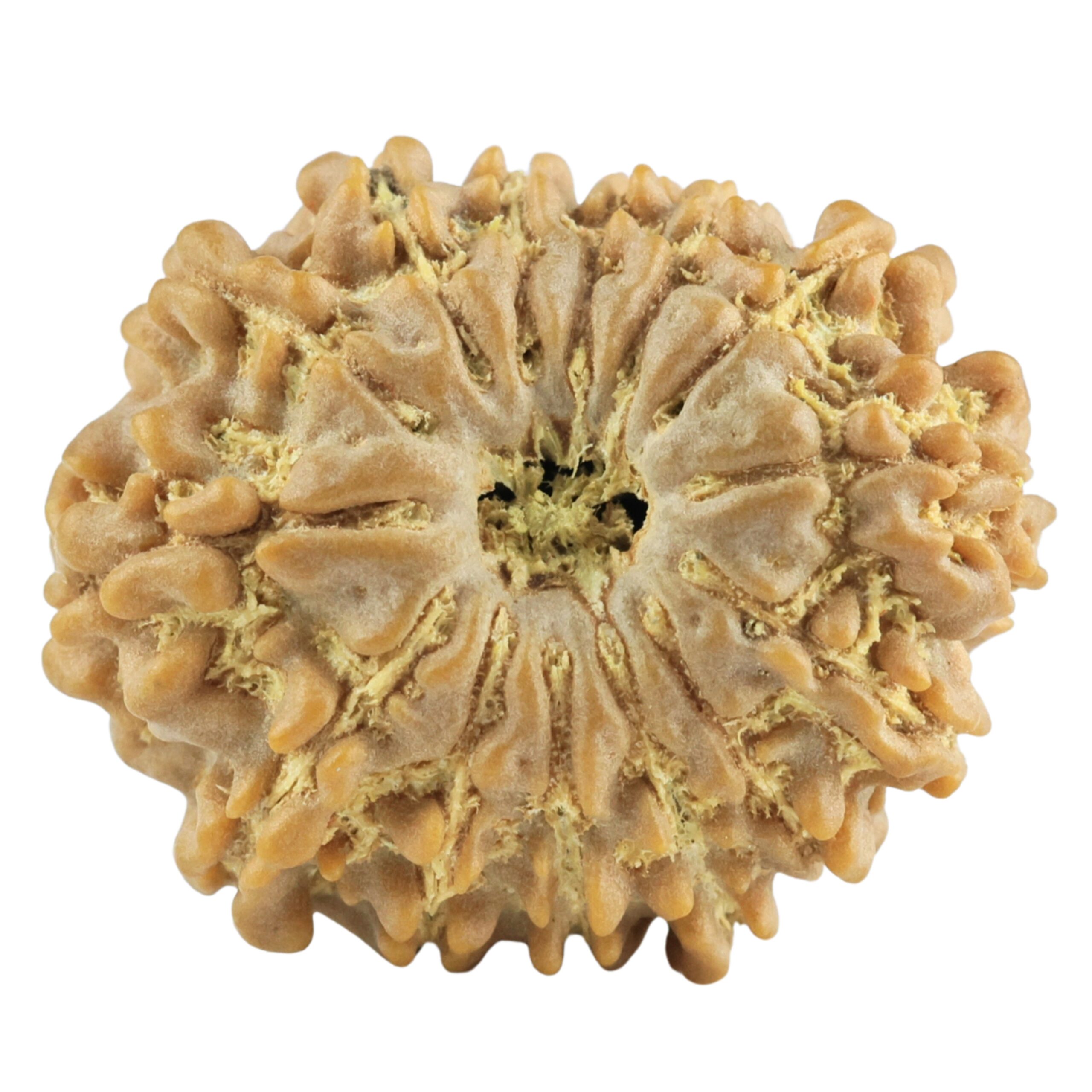 14 Mukhi Rudraksha 22.5mm 2.81gm - Rudraksha