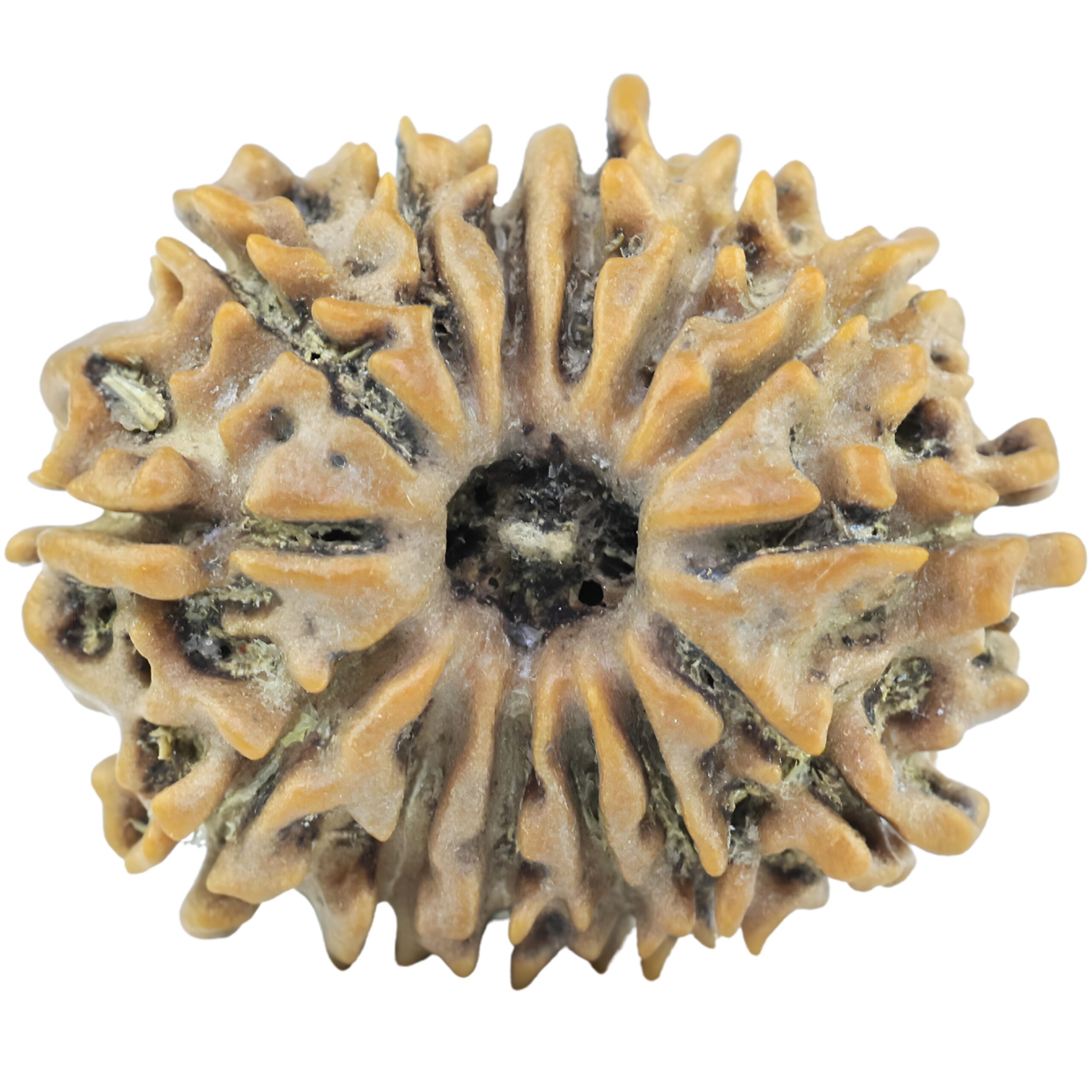 14 Mukhi Rudraksha 22.5mm 2.66gm - Rudraksha