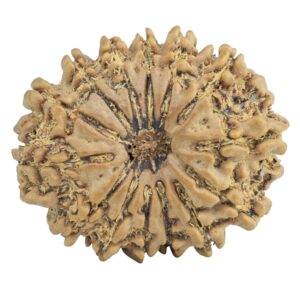14 Mukhi Rudraksha 27.9mm 4.1gm - Rudraksha