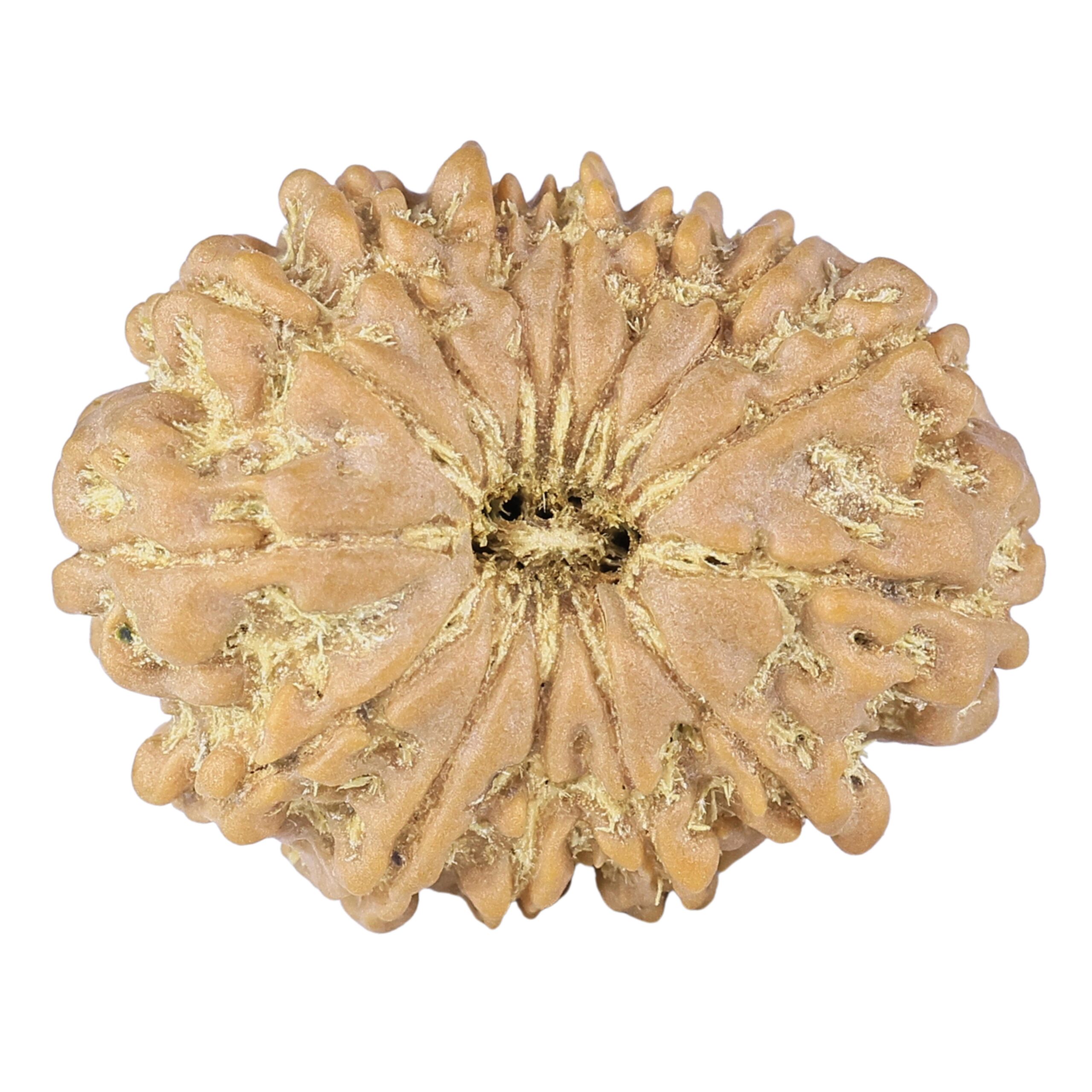 14 Mukhi Rudraksha 26.5mm 4.51gm - Rudraksha