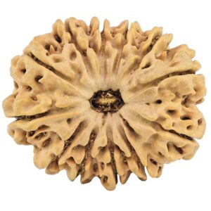 12 Mukhi Rudraksha 31.5mm 6.57gm - Rudraksha