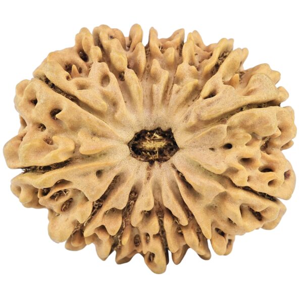 12 Mukhi Rudraksha 31.5mm 6.57gm - Rudraksha