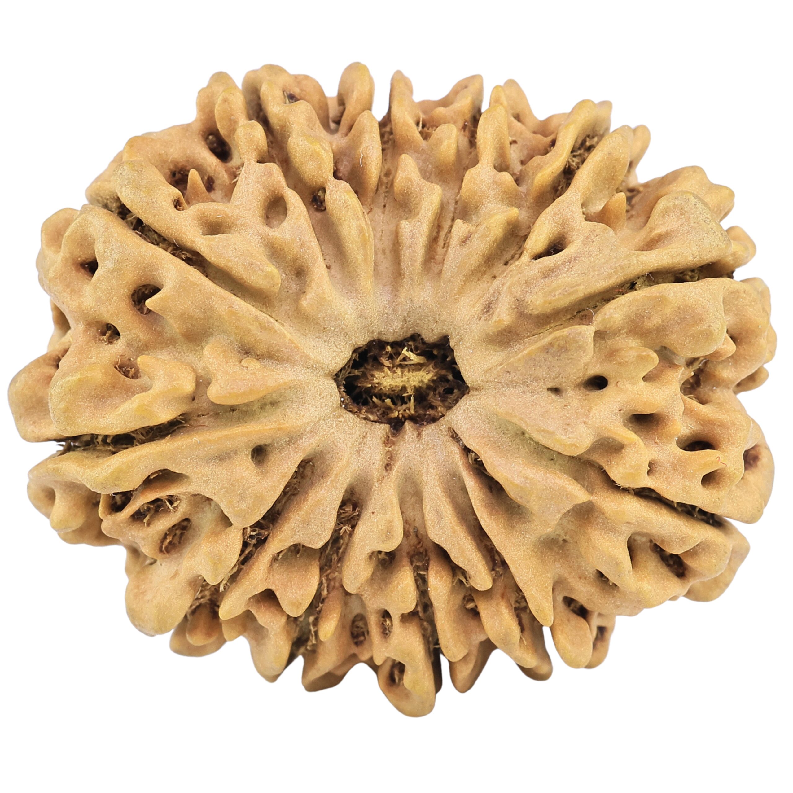 12 Mukhi Rudraksha 31.5mm 6.57gm - Rudraksha