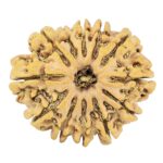 12 Mukhi Rudraksha 27.1mm 4.1gm - Rudraksha