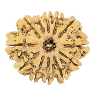 12 Mukhi Rudraksha 27.1mm 4.1gm - Rudraksha