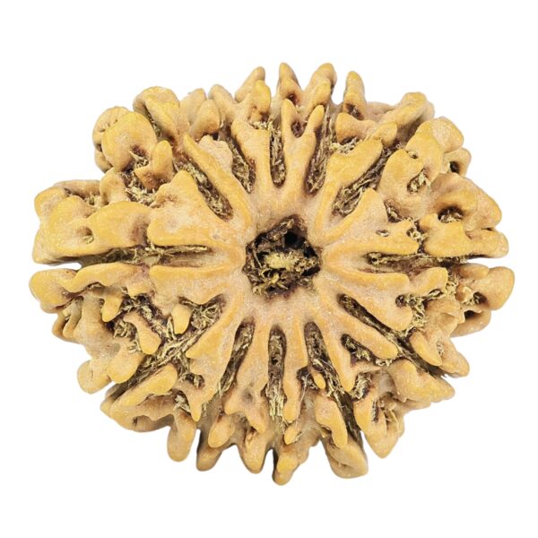 12 Mukhi Rudraksha 27.1mm 4.1gm - Rudraksha