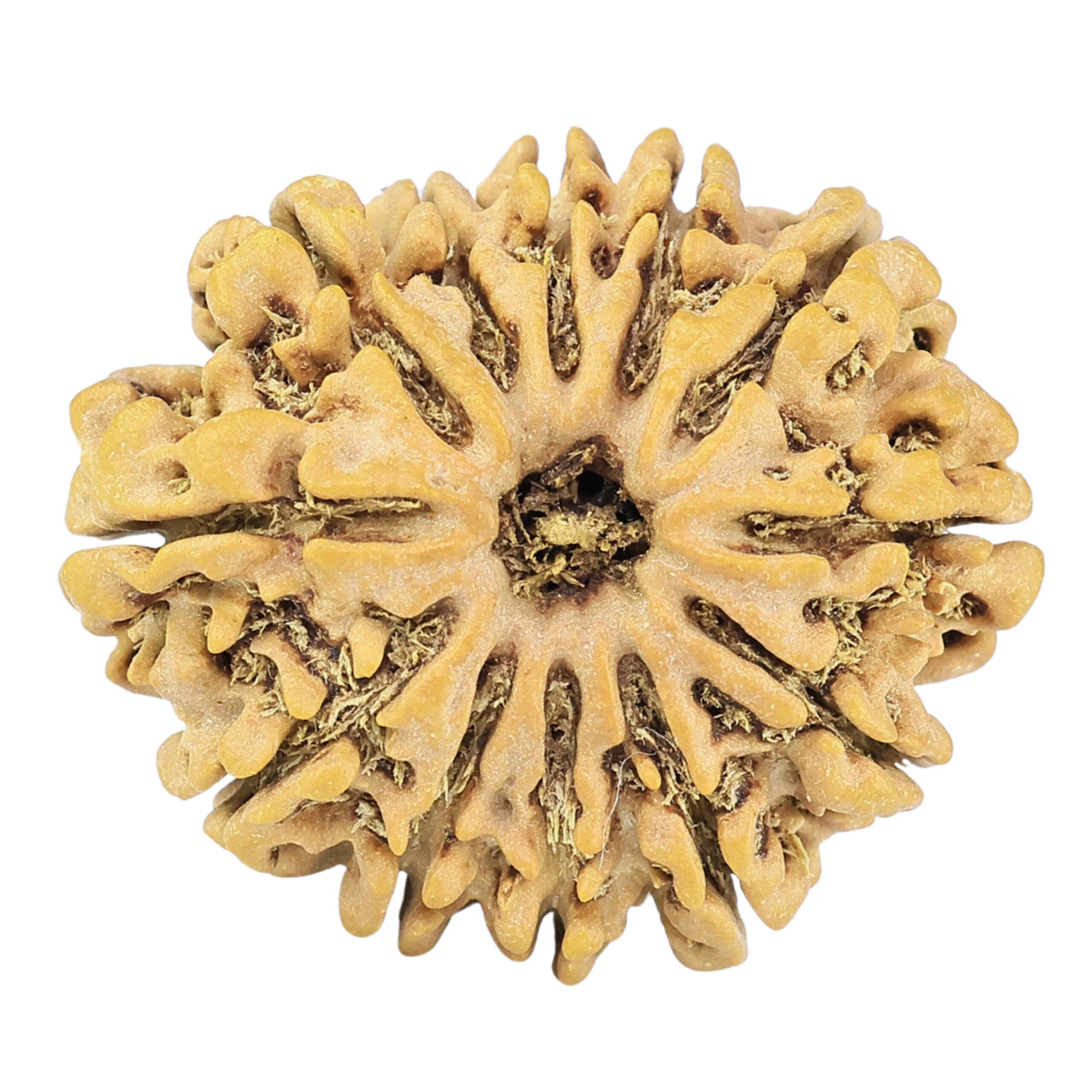 12 Mukhi Rudraksha 27.1mm 4.1gm - Rudraksha