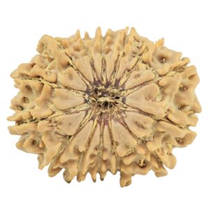 14 Mukhi Rudraksha 27.1mm 3.58gm - Rudraksha