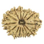 14 Mukhi Rudraksha 25.4mm 2.78gm - Rudraksha