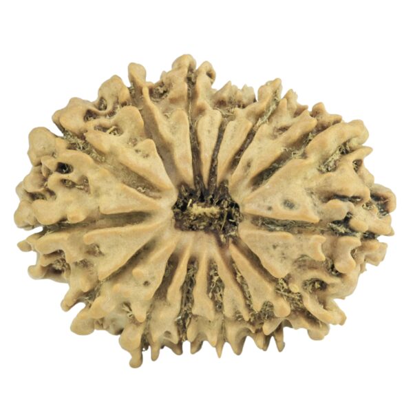 14 Mukhi Rudraksha 25.4mm 2.78gm - Rudraksha