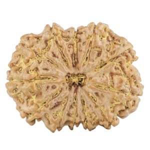12 Mukhi Rudraksha 29.5mm 5.07gm - Rudraksha