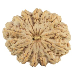 13 Mukhi Rudraksha 35mm 9.35gm - Rudraksha