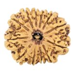 12 Mukhi Rudraksha 26.8mm 3.85gm - Rudraksha