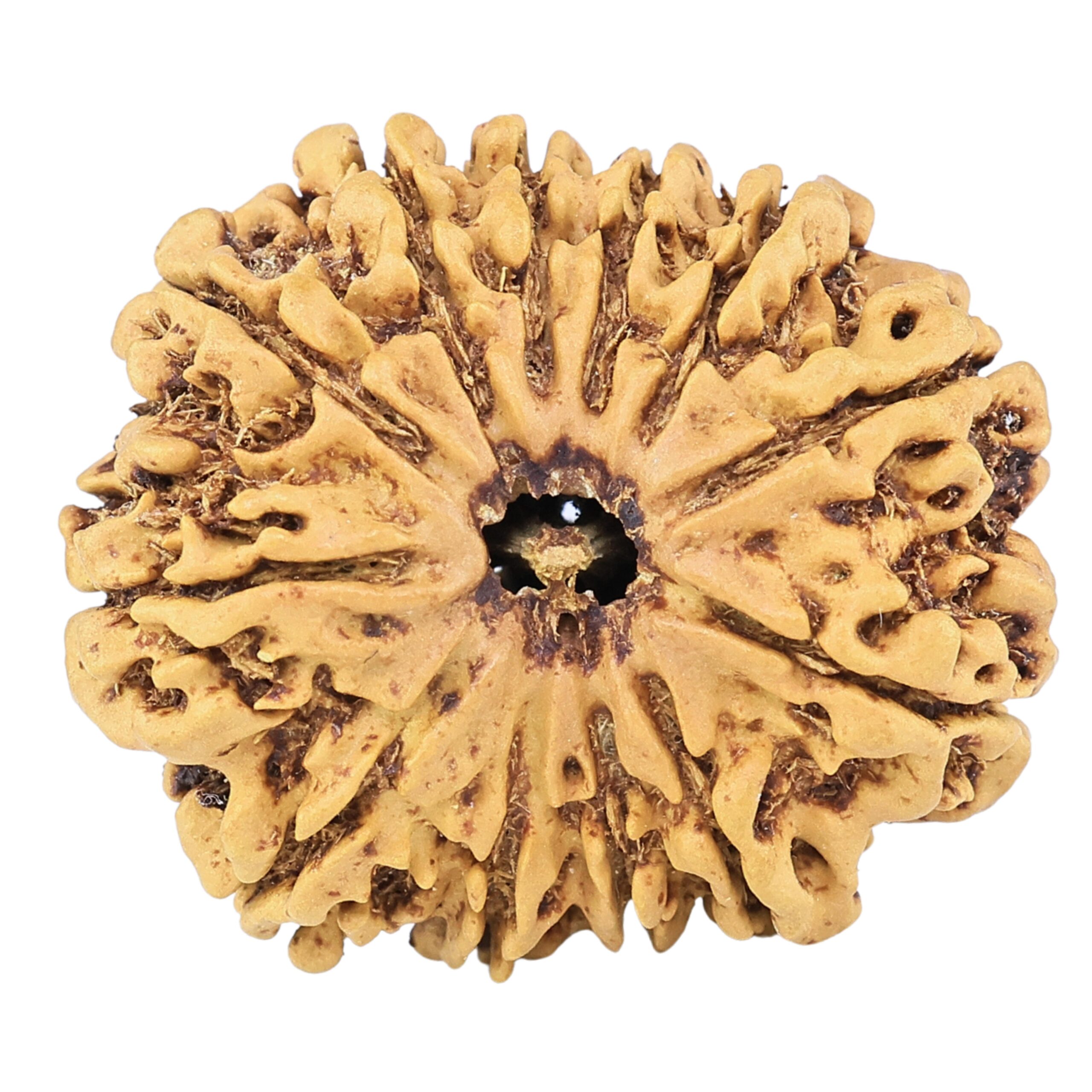 12 Mukhi Rudraksha 26.8mm 3.85gm - Rudraksha