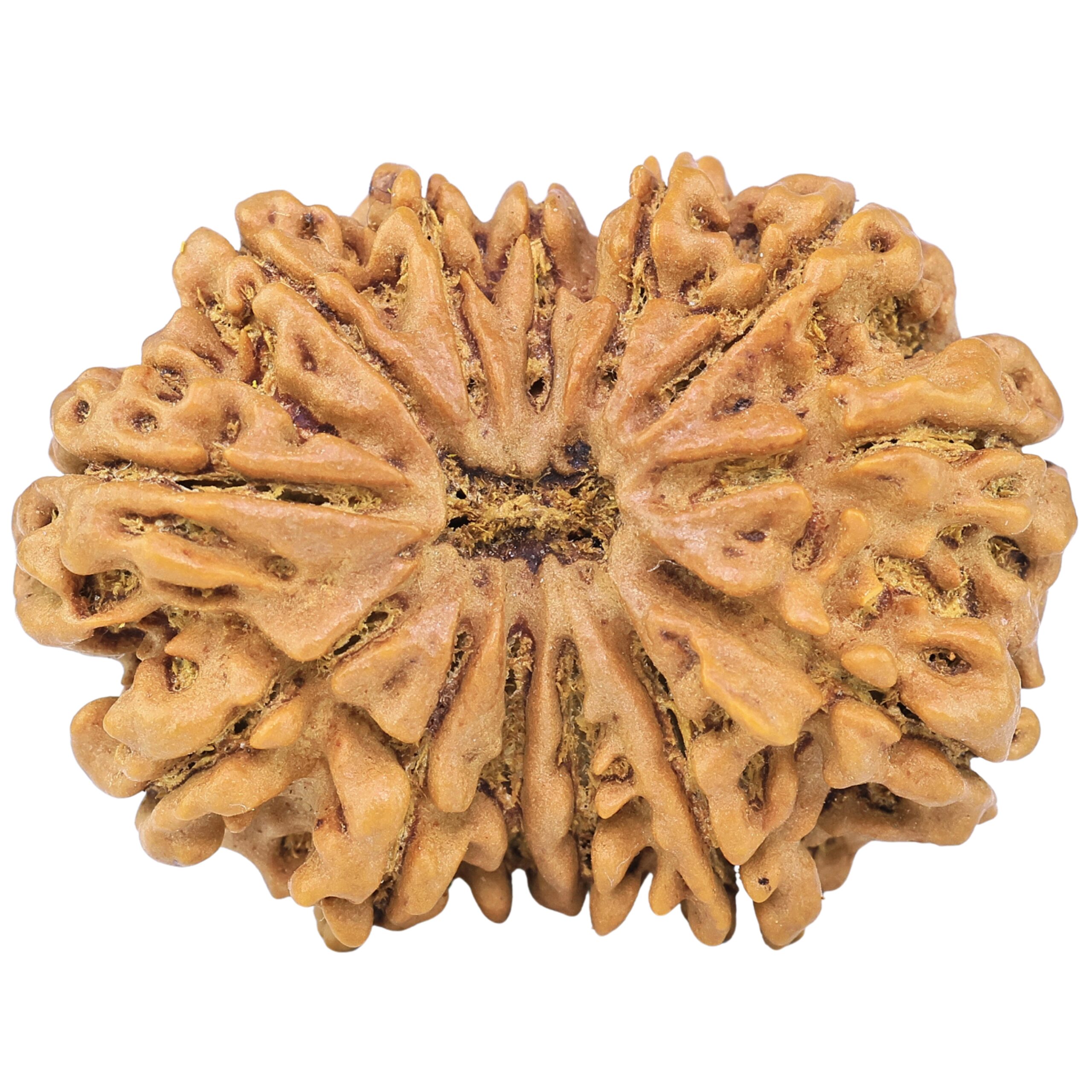 13 Mukhi Rudraksha 34.2mm 7.45gm - Rudraksha