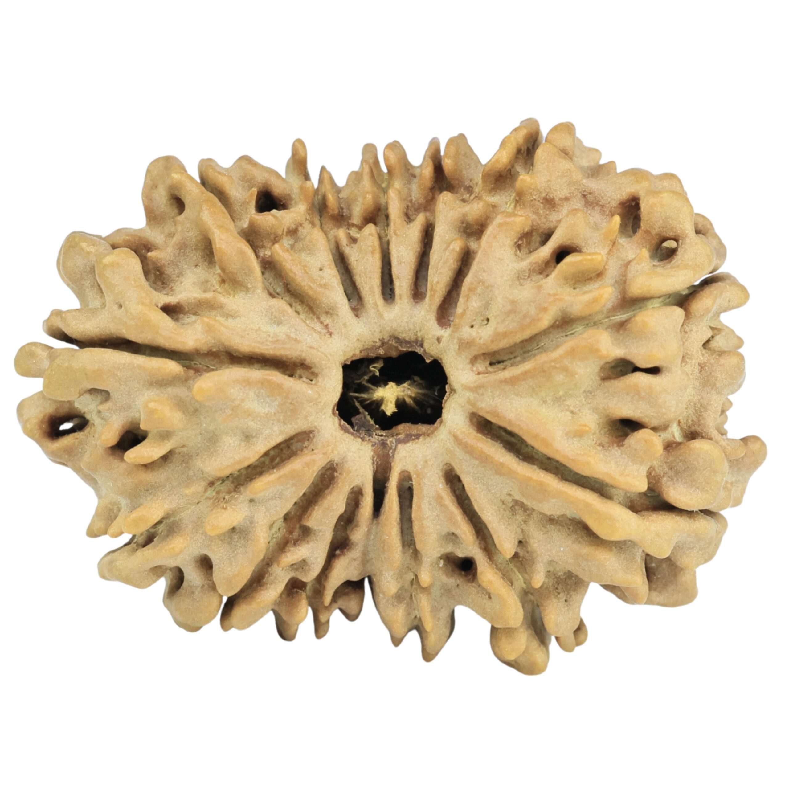 14 Mukhi Rudraksha 28.4mm 3.55gm - Rudraksha