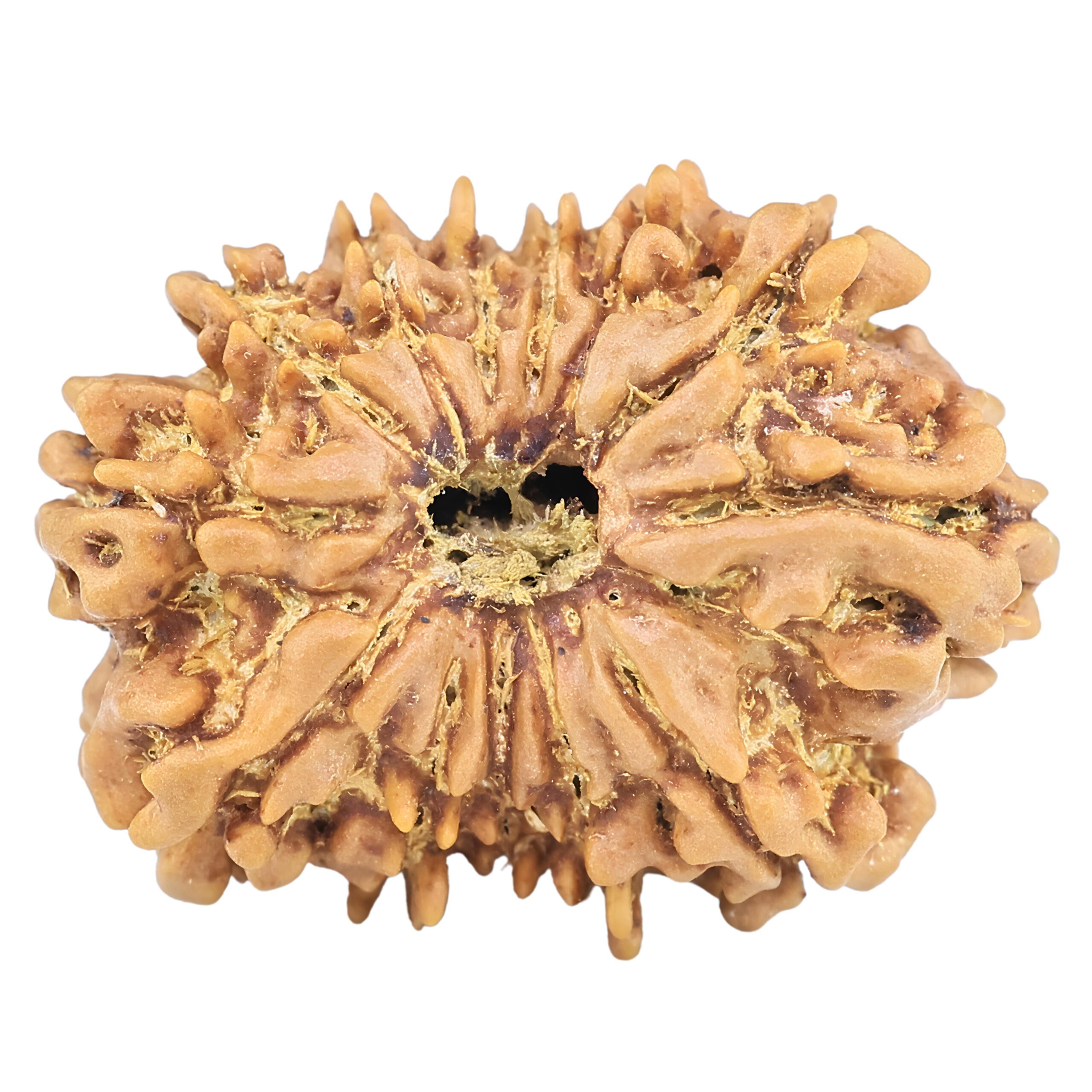 13 Mukhi Rudraksha 24.2mm 2.91gm - Rudraksha