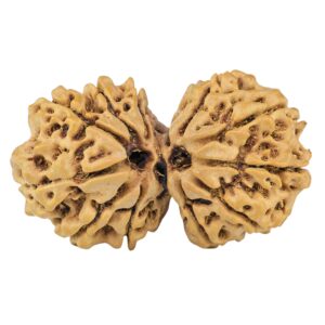 13 Mukhi Gaurishankar 39.3mm 8.79gm - Rudraksha