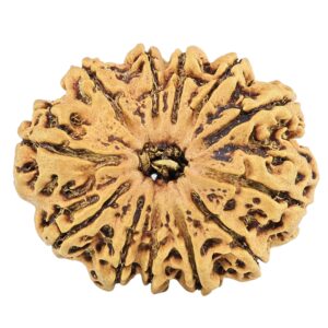 12 Mukhi Rudraksha 29.3mm 4.06gm - Rudraksha