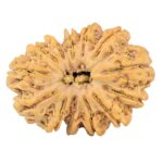 13 Mukhi Rudraksha 35mm 7.37gm - Rudraksha